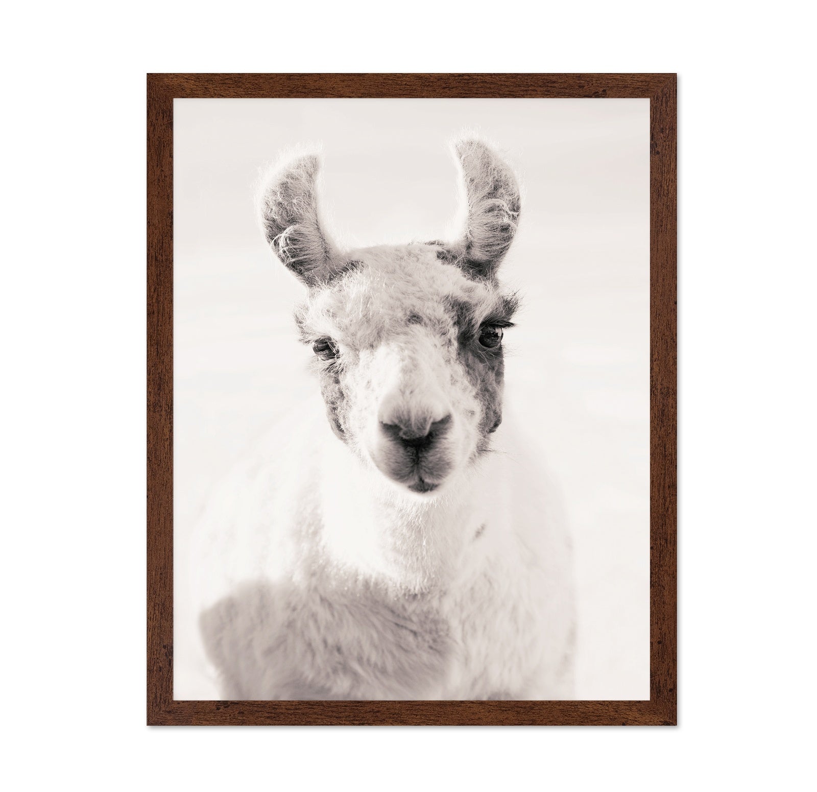 Serene Llama