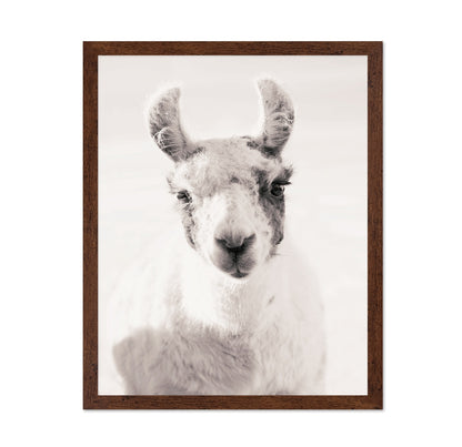 Serene Llama
