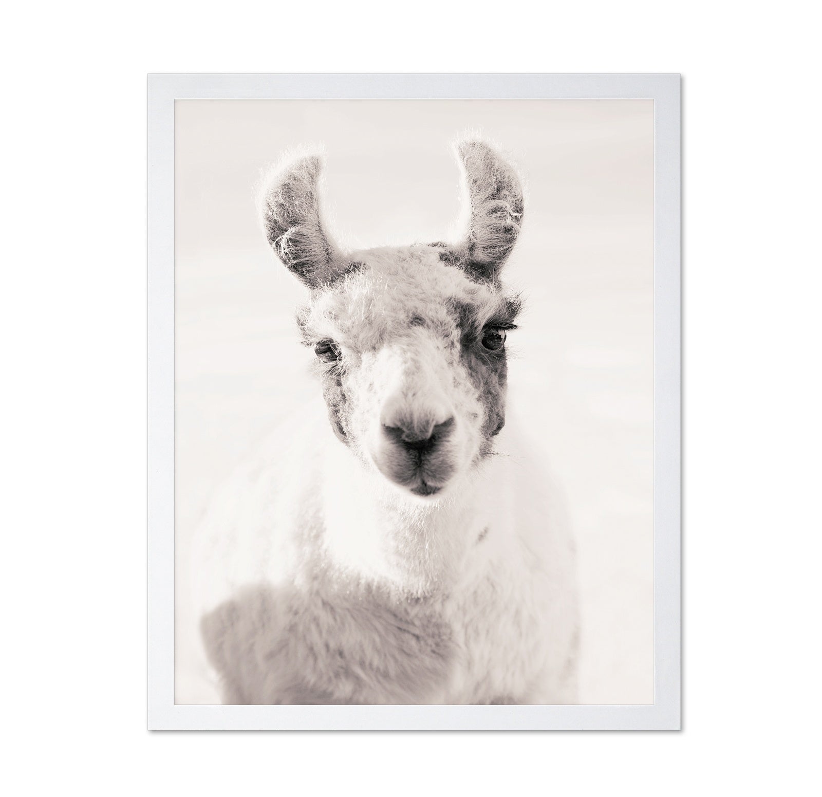 Serene Llama