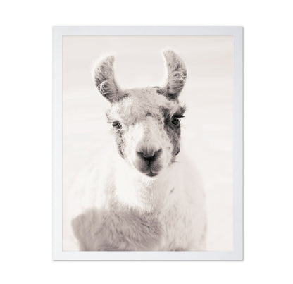 Serene Llama