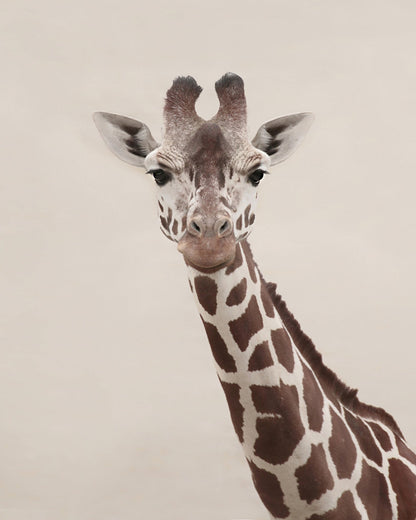 Giraffe Portrait No2