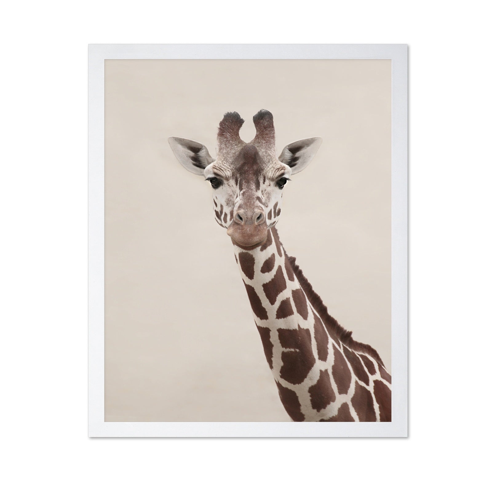 Giraffe Portrait No2