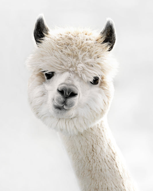 White Alpaca Portrait