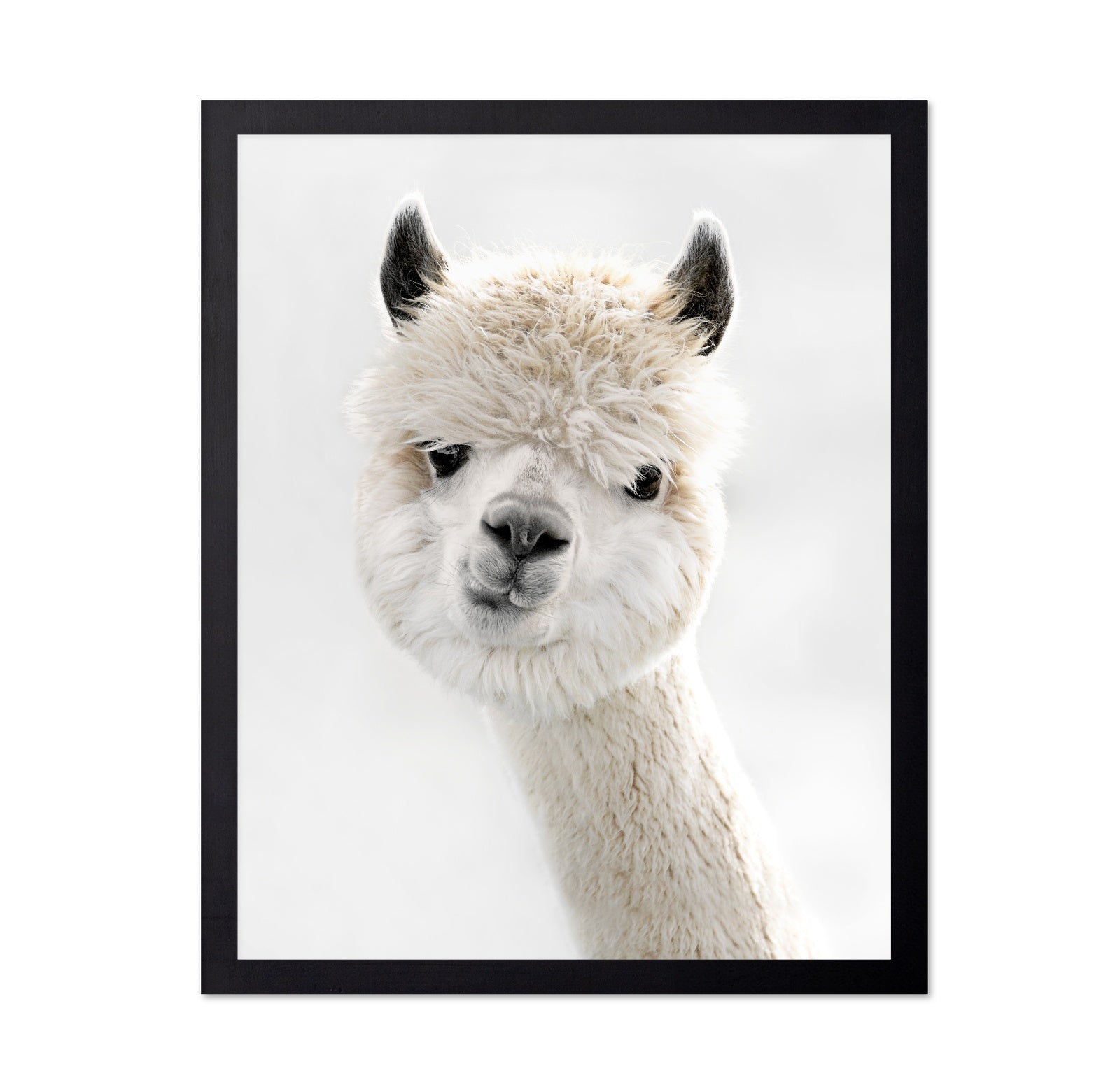 Peeky Alpaca