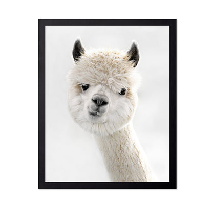 Peeky Alpaca