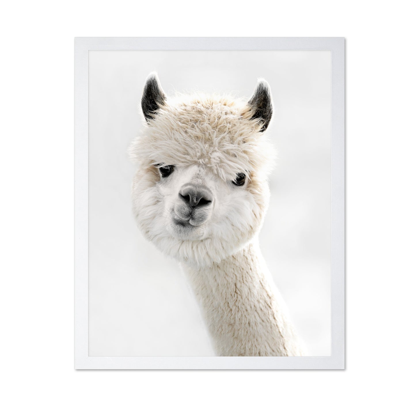Peeky Alpaca