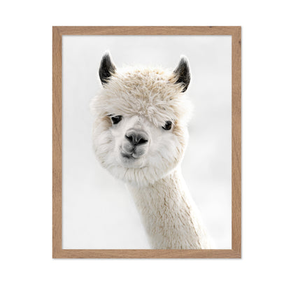 Peeky Alpaca