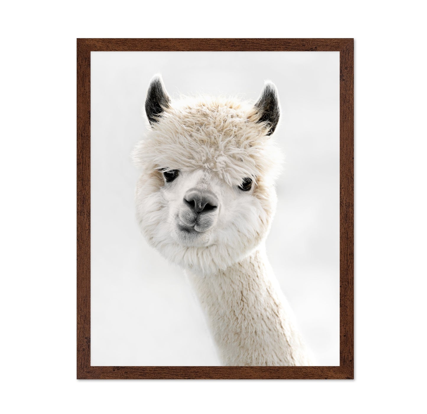 Peeky Alpaca