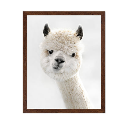 Peeky Alpaca