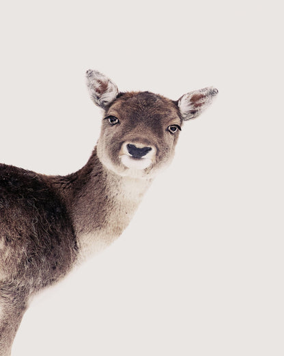 Deer Peekaboo