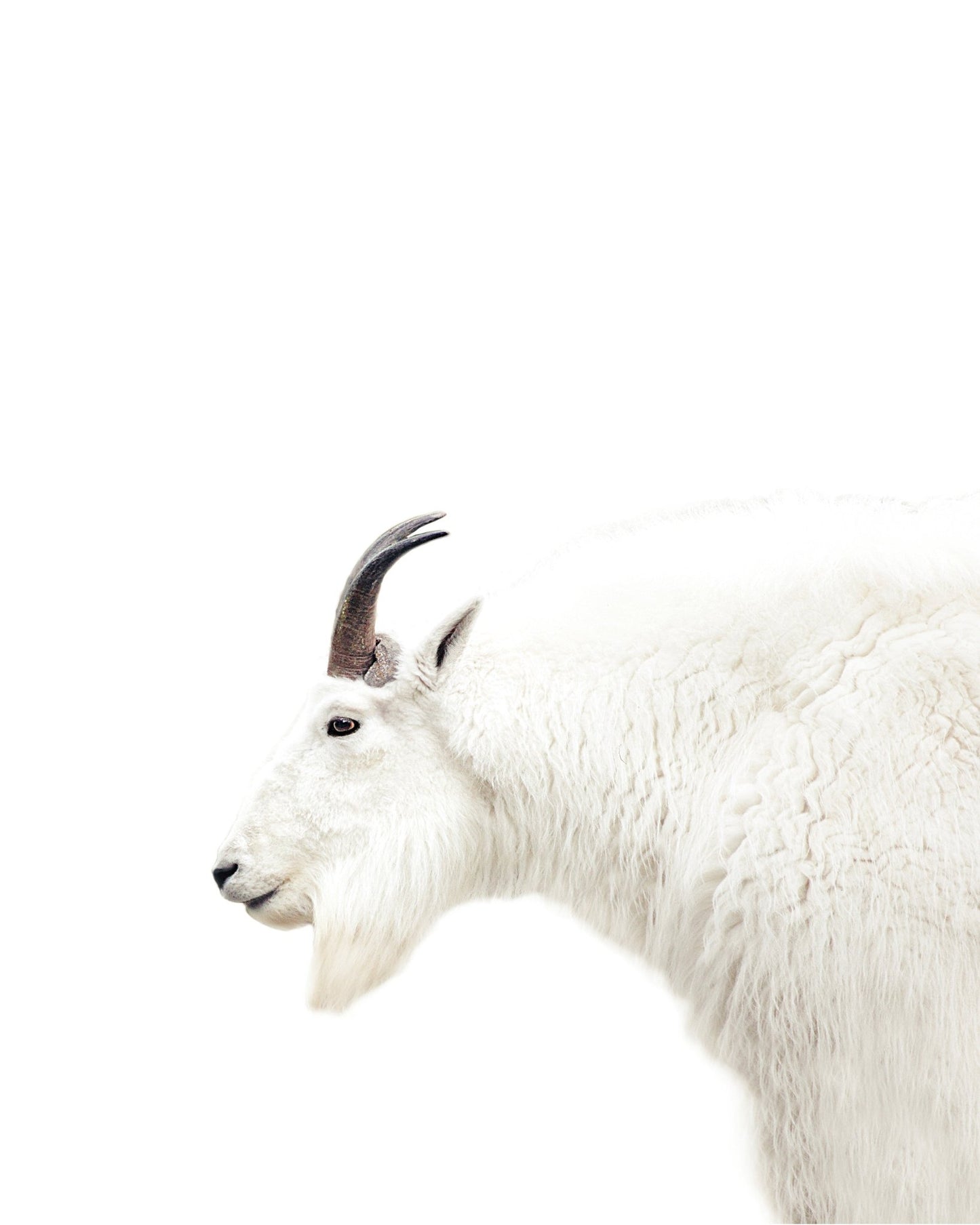 White Mountain Goat