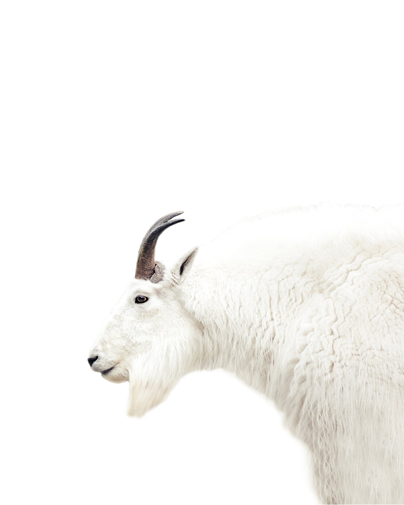 White Mountain Goat