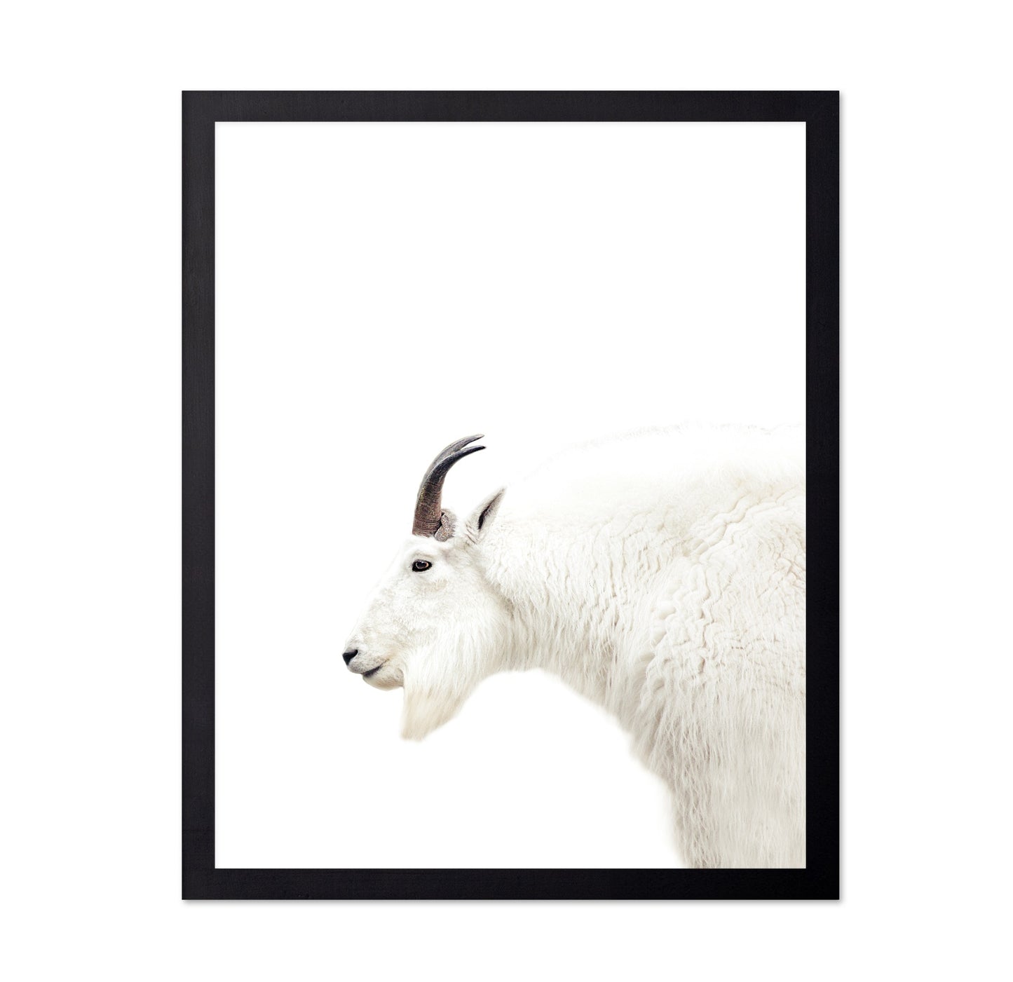 White Mountain Goat