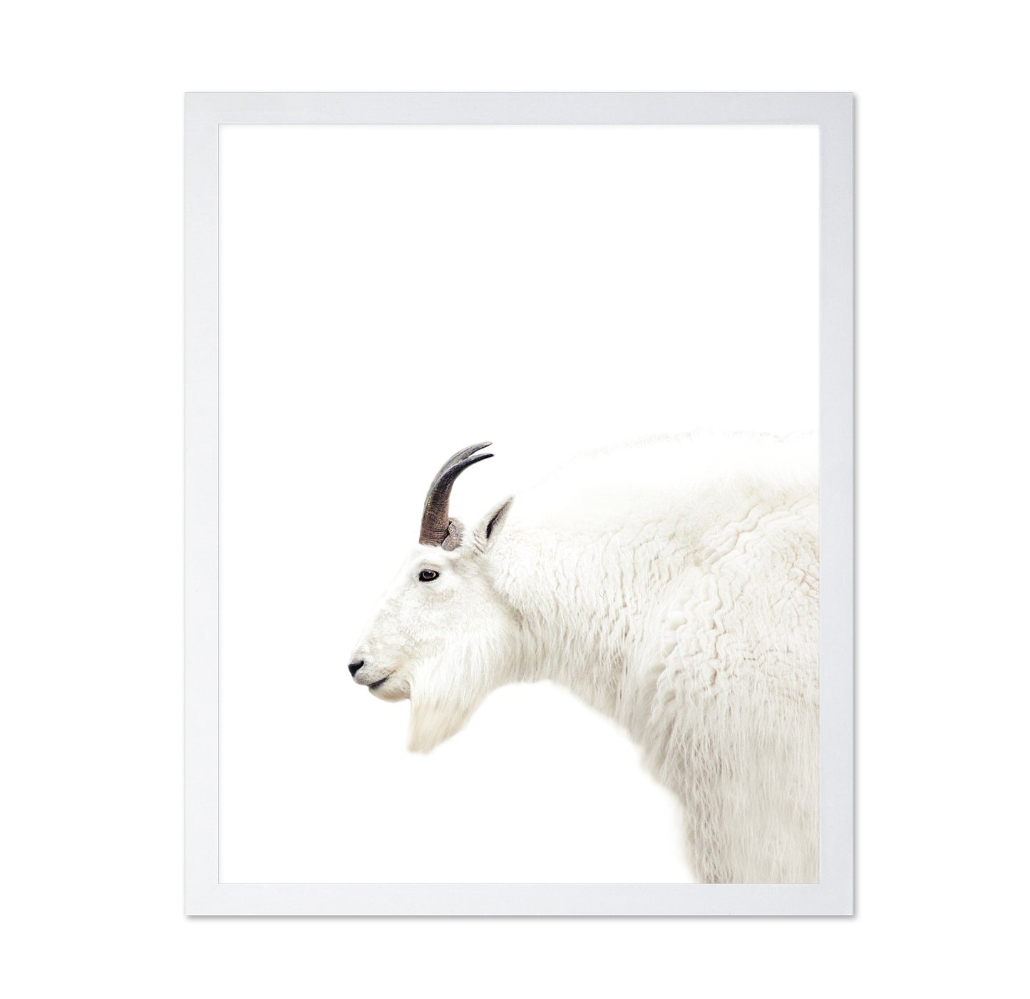 White Mountain Goat