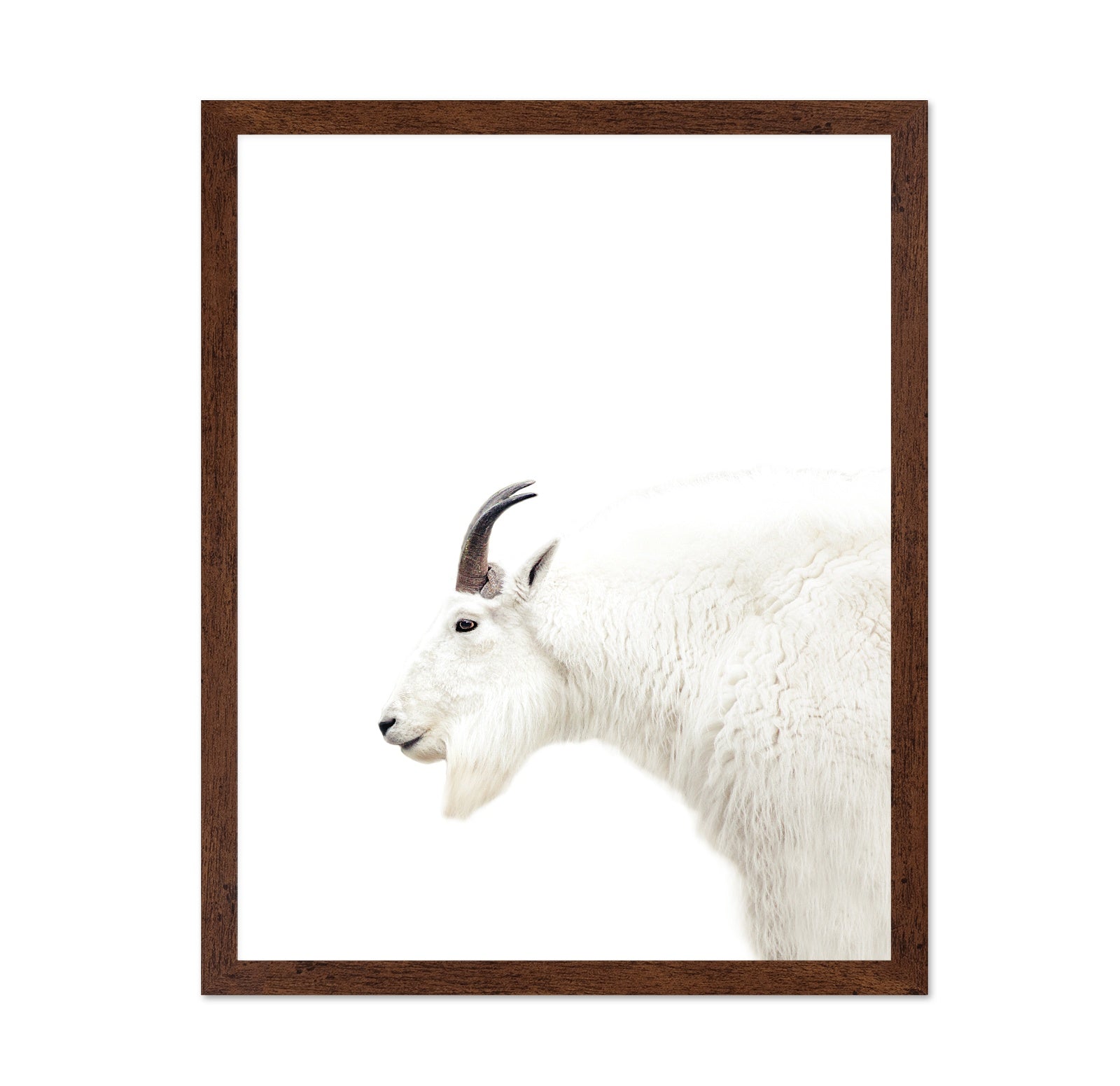 White Mountain Goat