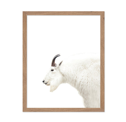 White Mountain Goat