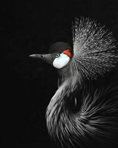 Crowned Crane Portrait