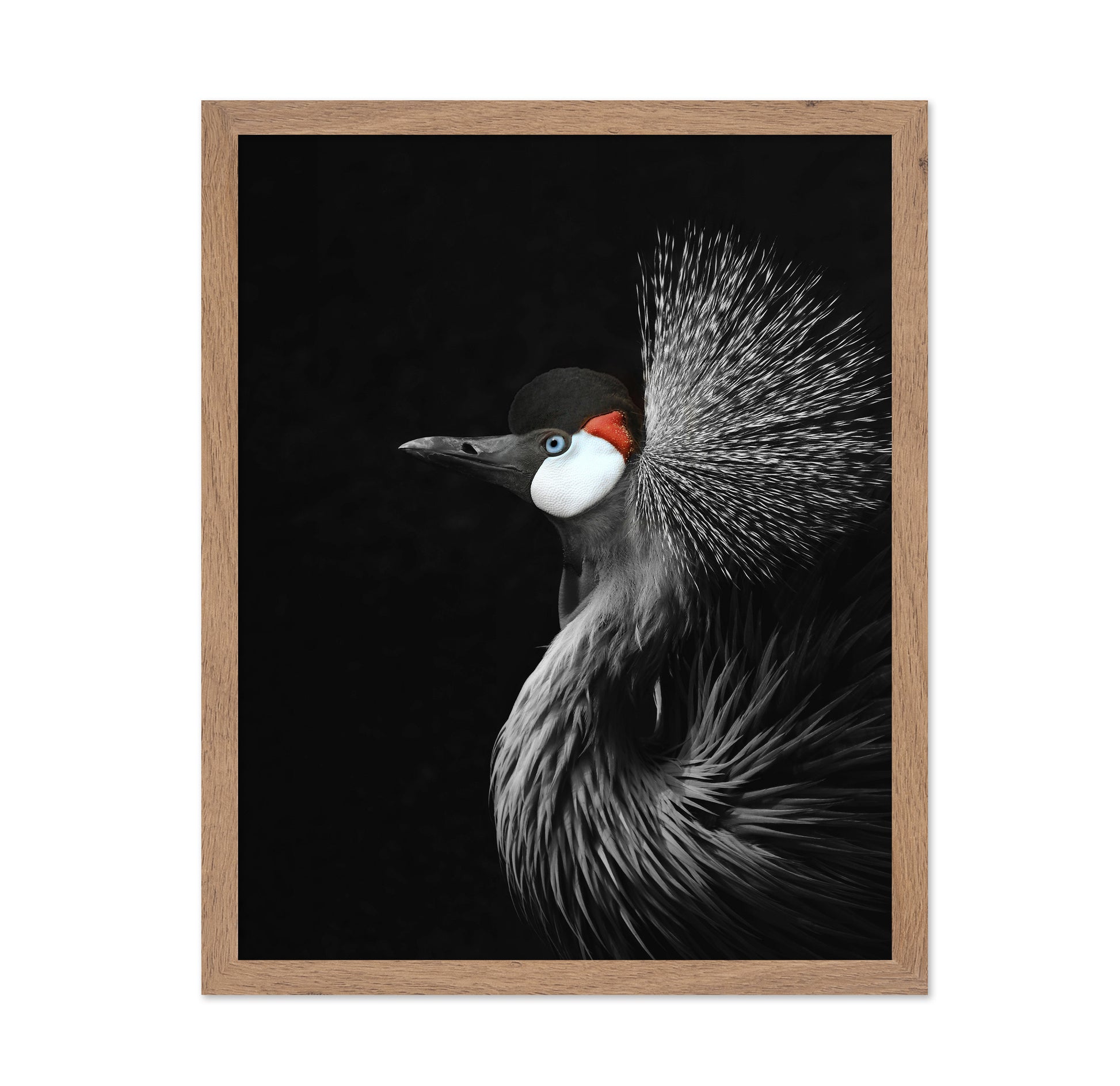 Crowned Crane Portrait
