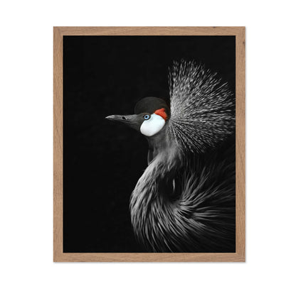 Crowned Crane Portrait