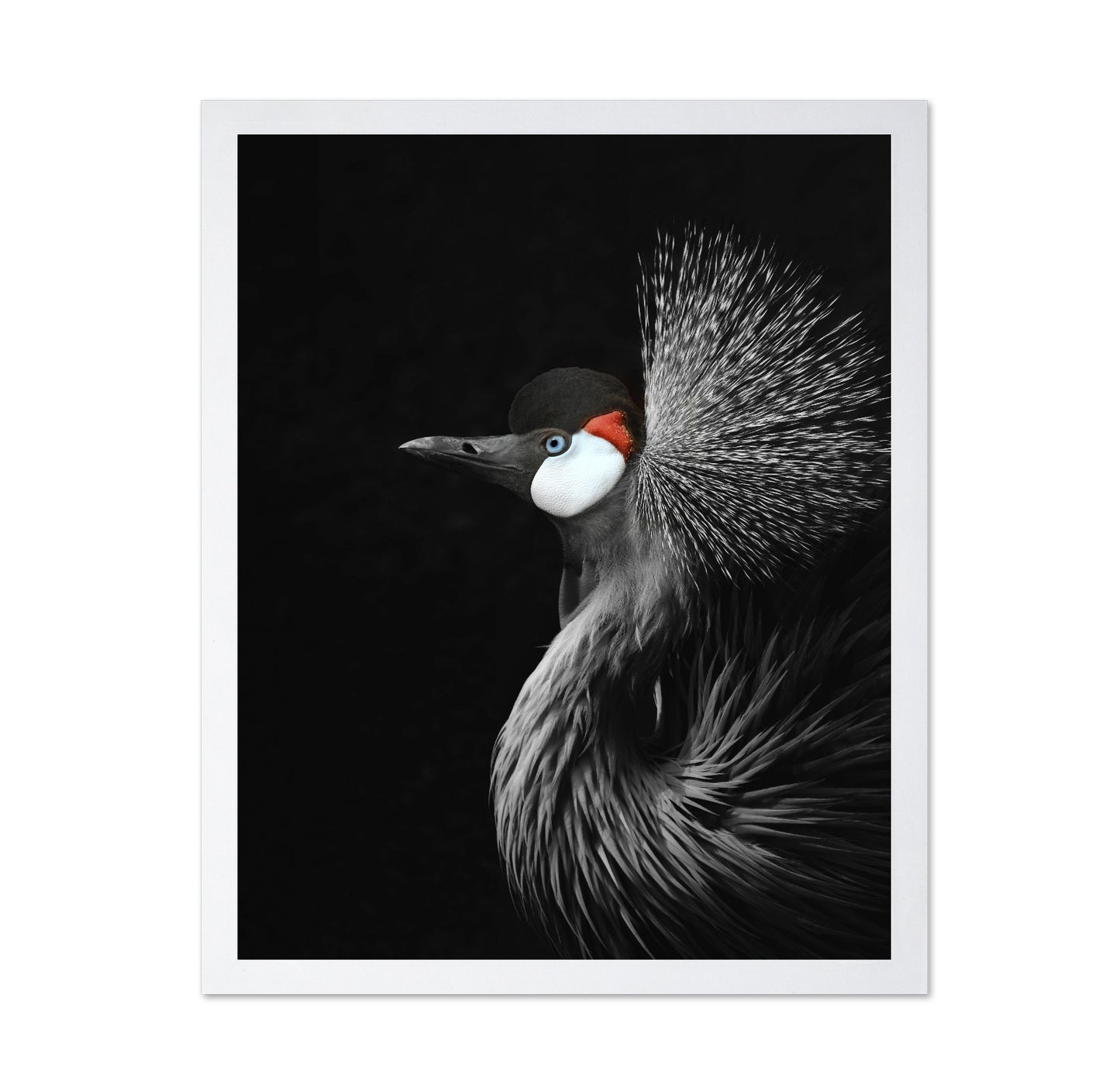 Crowned Crane Portrait