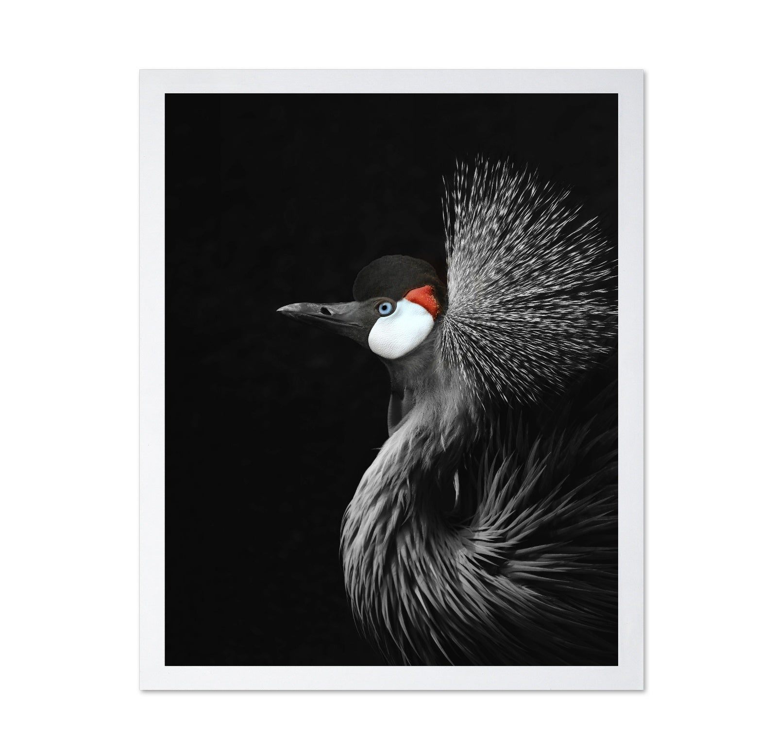 Crowned Crane Portrait