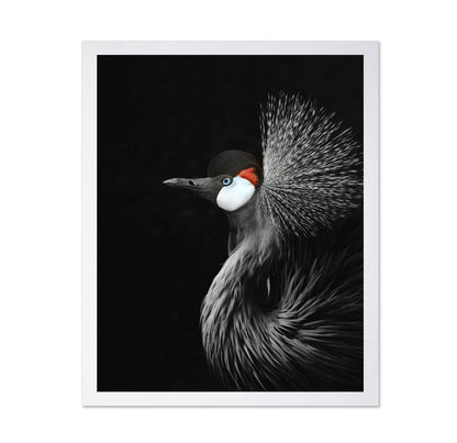 Crowned Crane Portrait