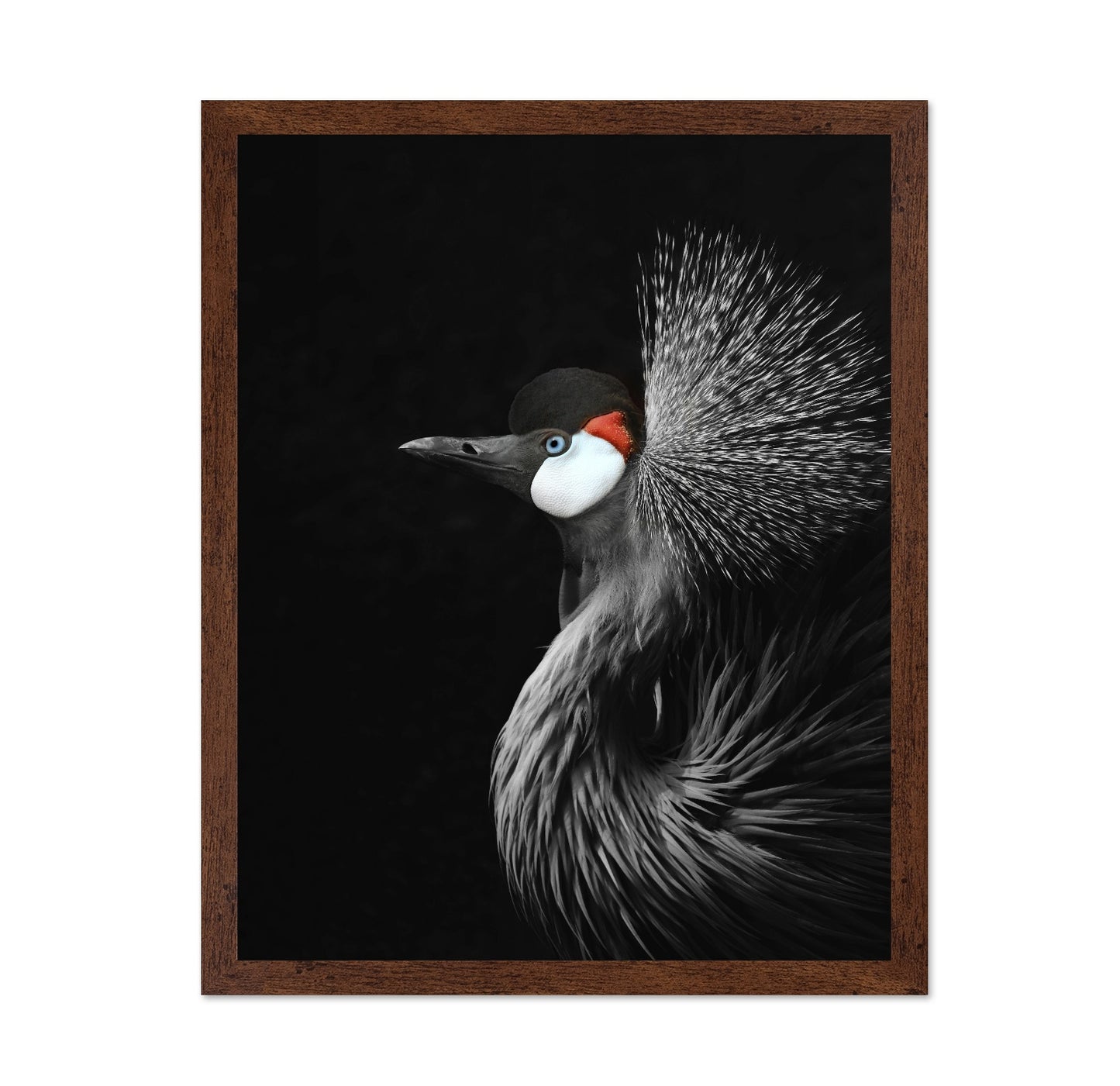 Crowned Crane Portrait