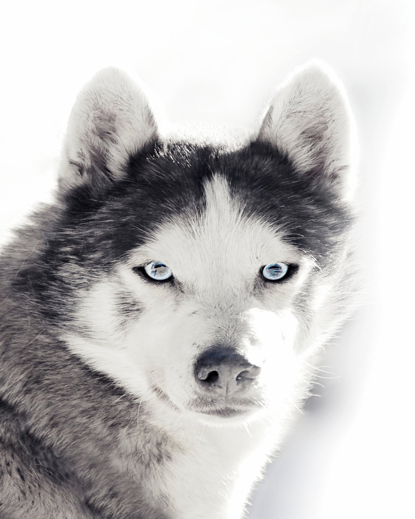 Husky Blue Eyes