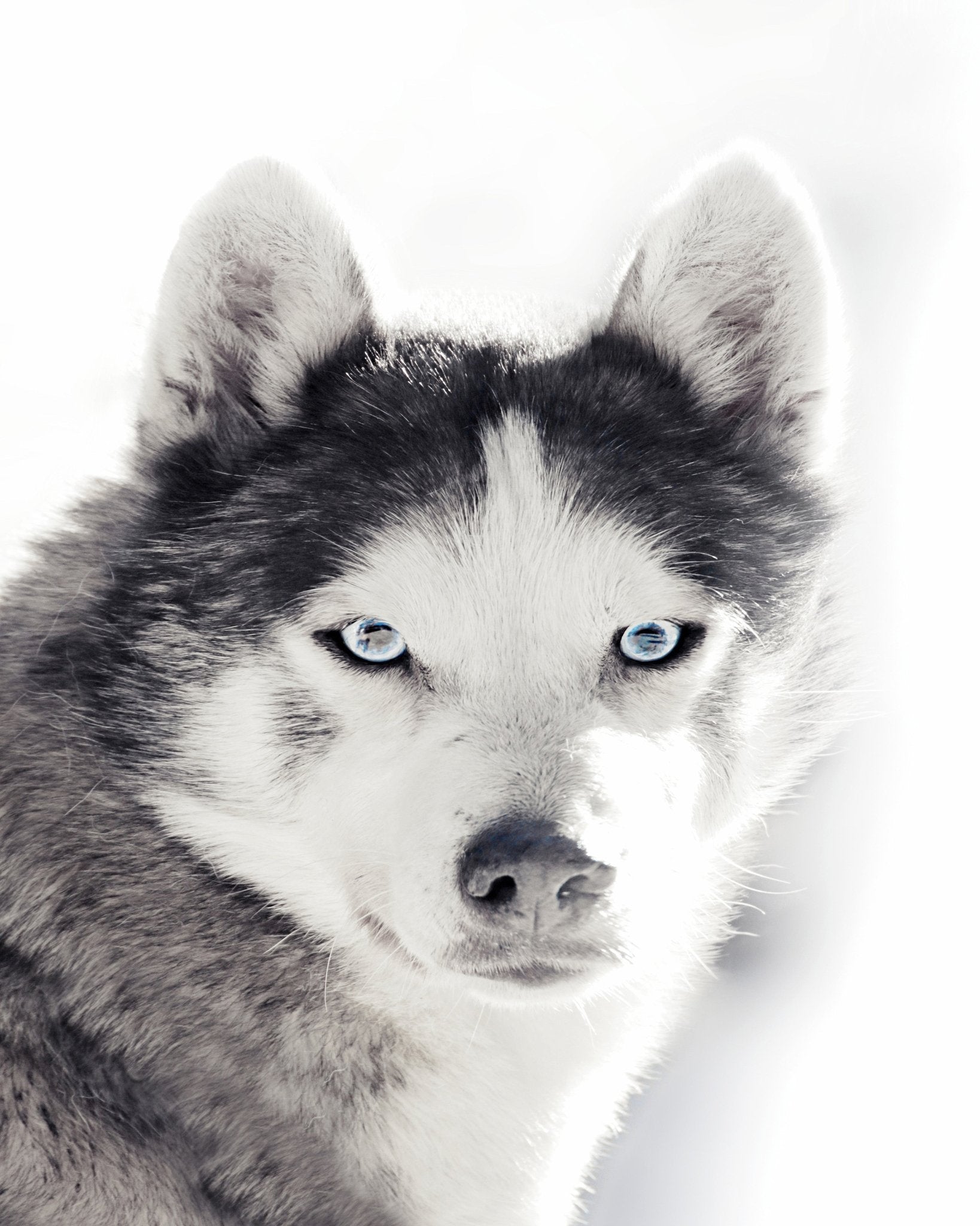 Husky Blue Eyes