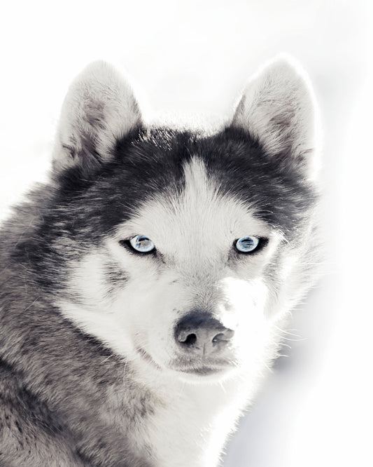 Husky Blue Eyes