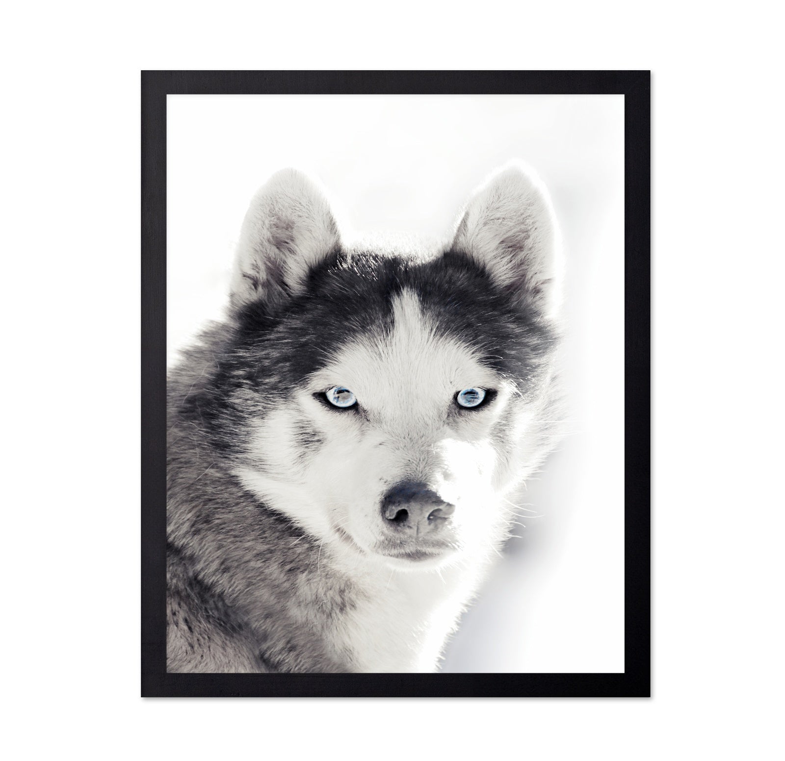 Husky Blue Eyes
