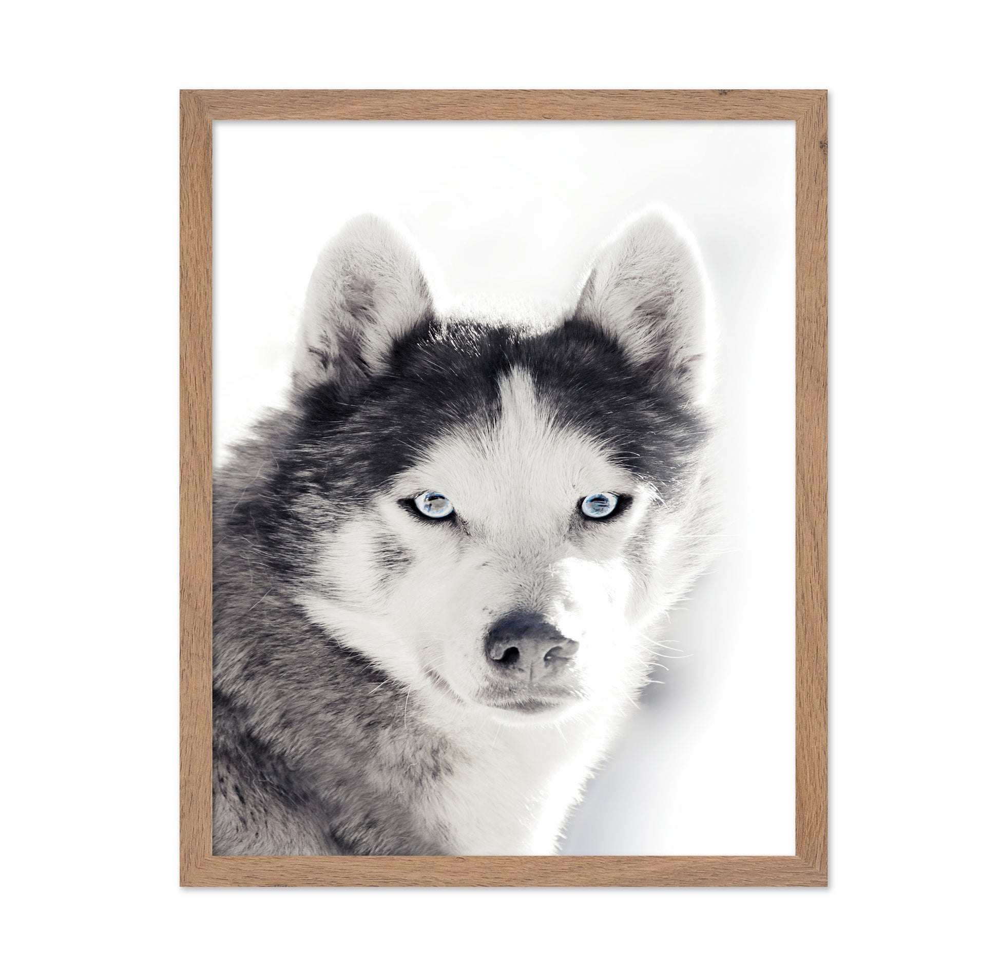 Husky Blue Eyes
