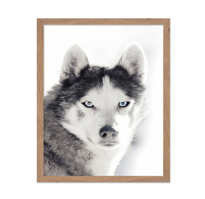 Husky Blue Eyes
