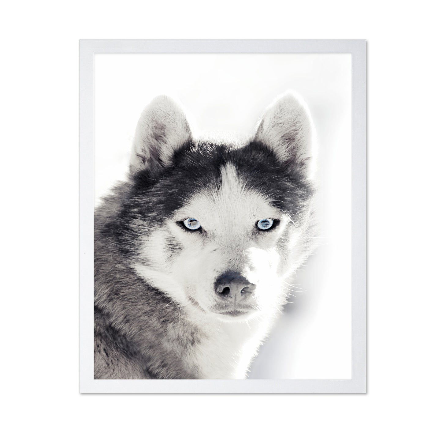 Husky Blue Eyes