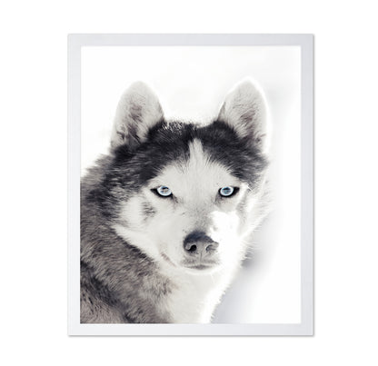 Husky Blue Eyes