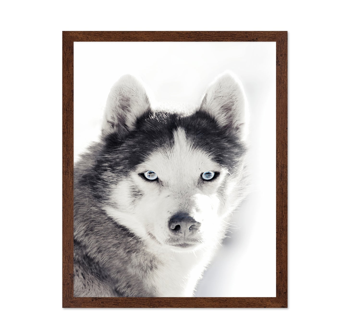 Husky Blue Eyes