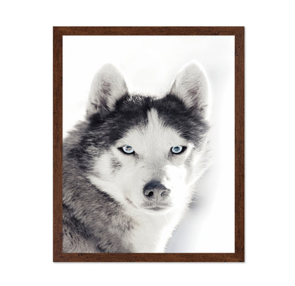 Husky Blue Eyes