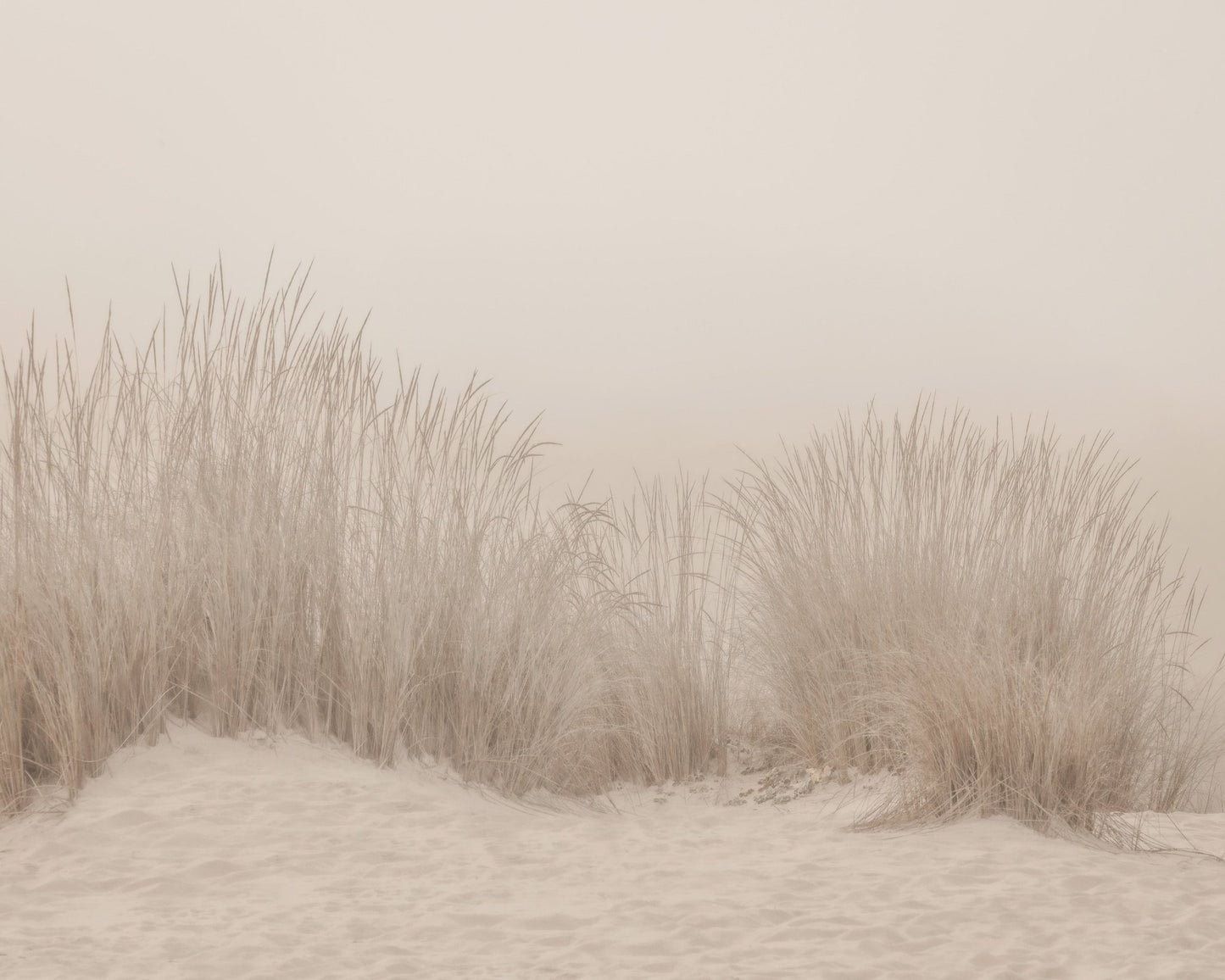 Beige Dune Grass