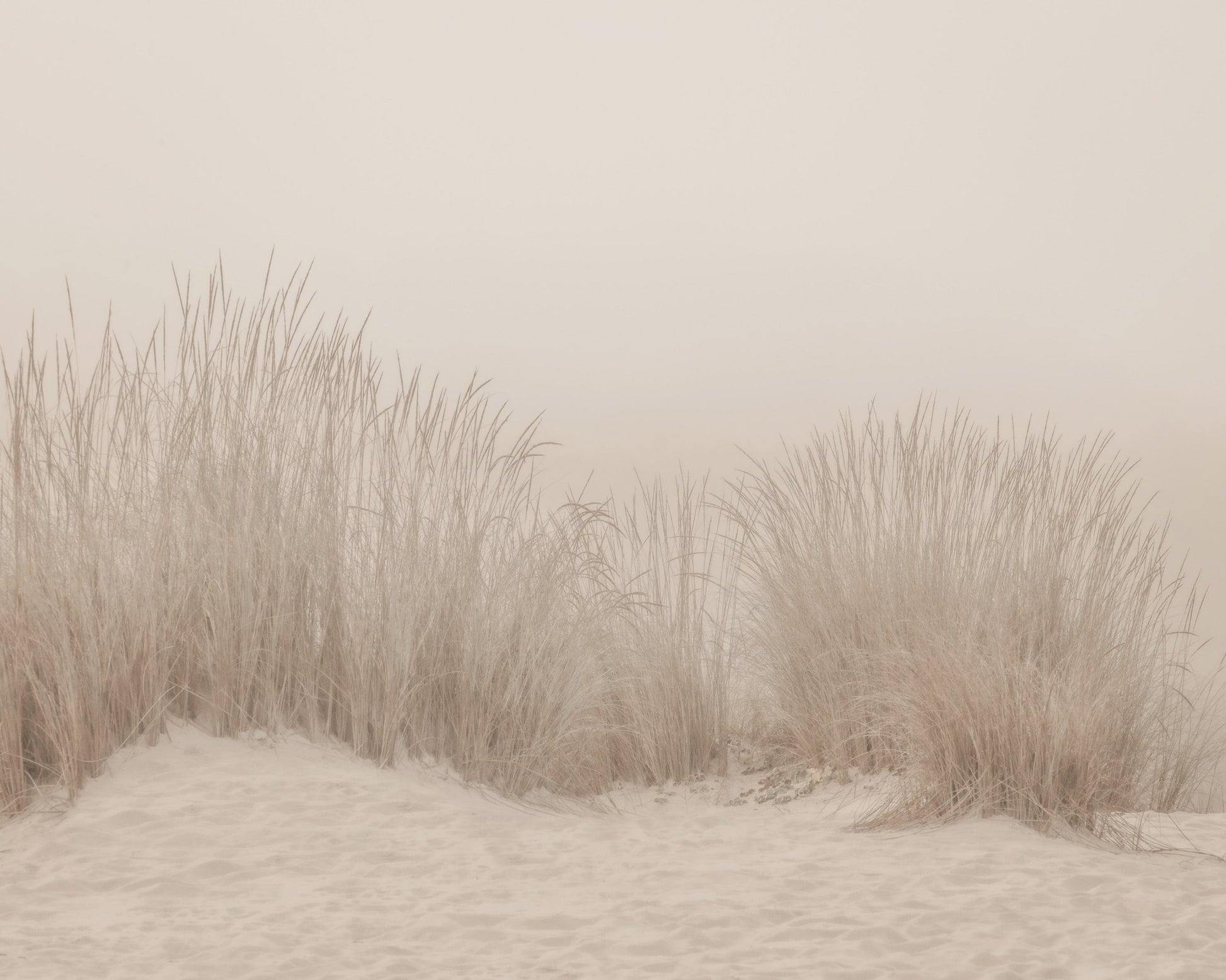 Beige Dune Grass