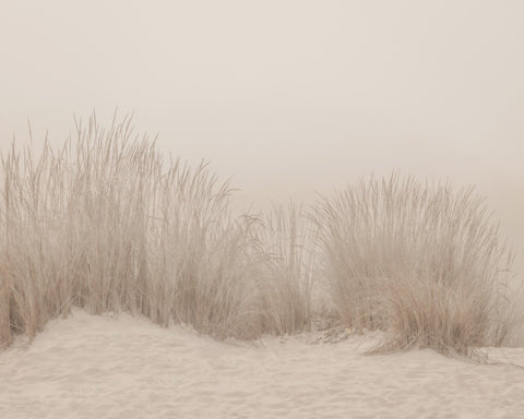 Beige Dune Grass