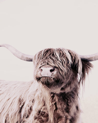 Highland Cow Portrait No1