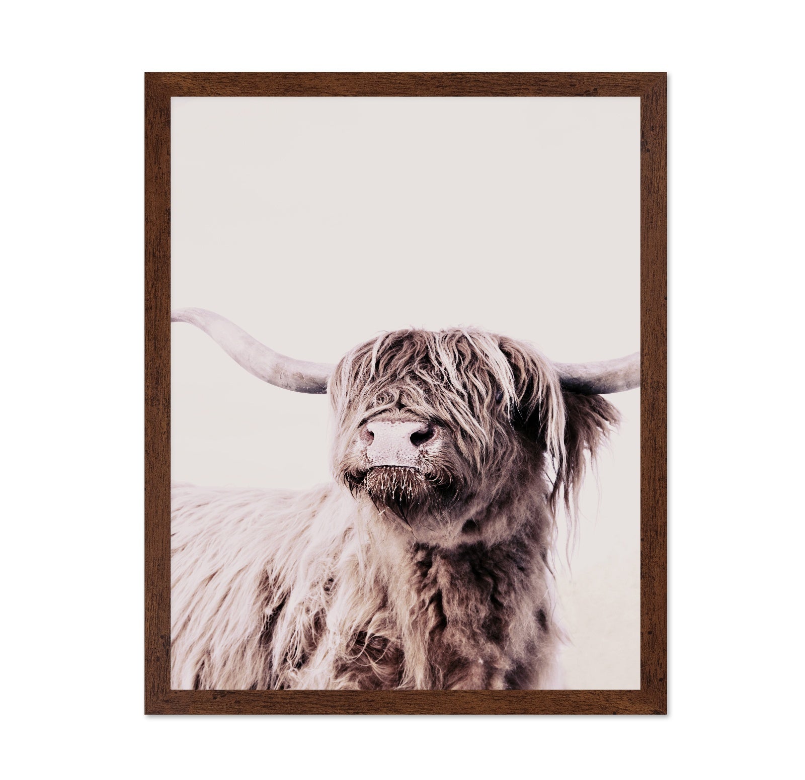 Highland Cow Portrait No1