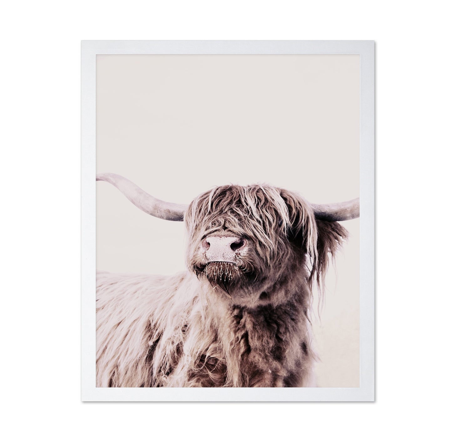 Highland Cow Portrait No1