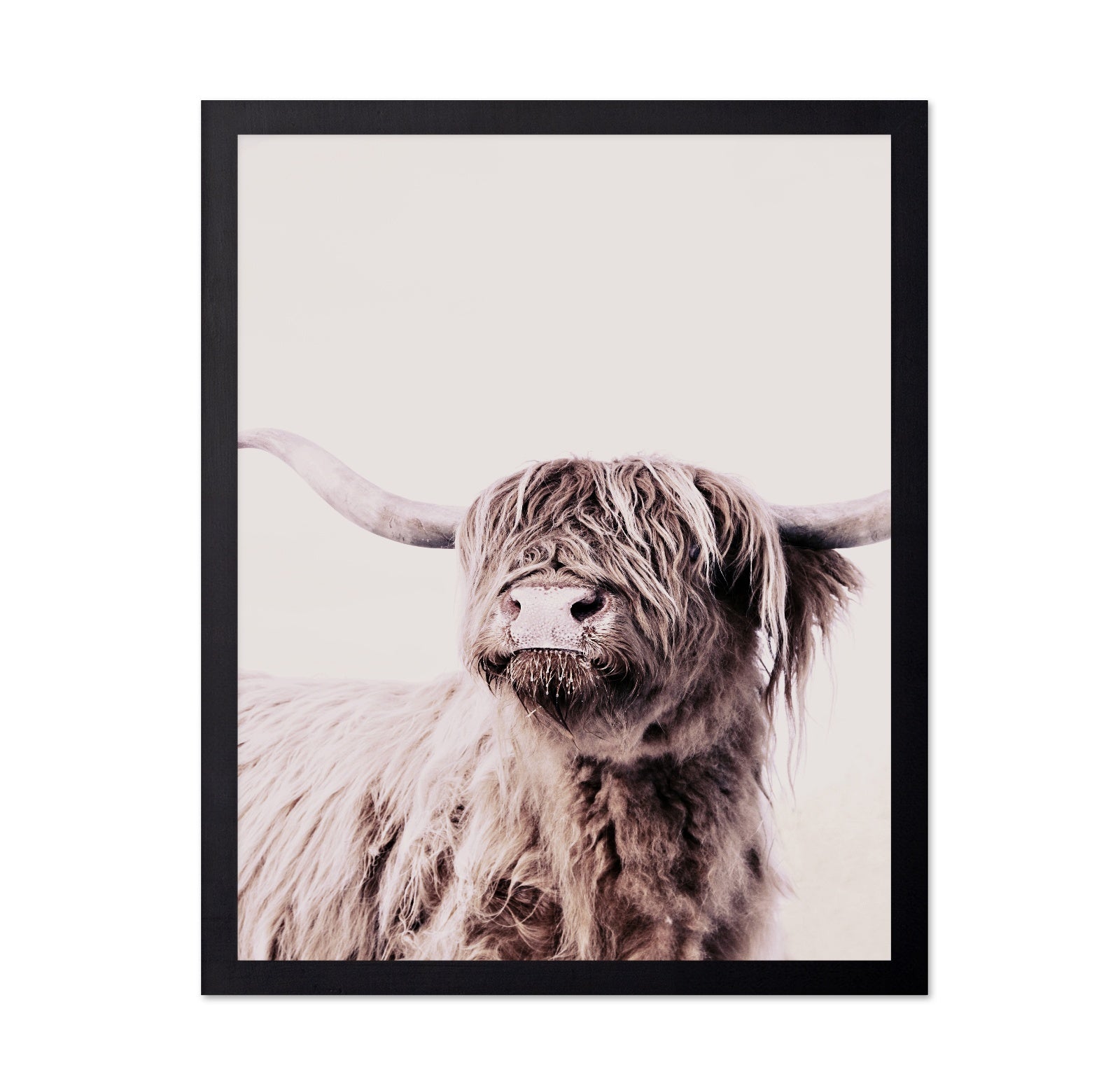 Highland Cow Portrait No1