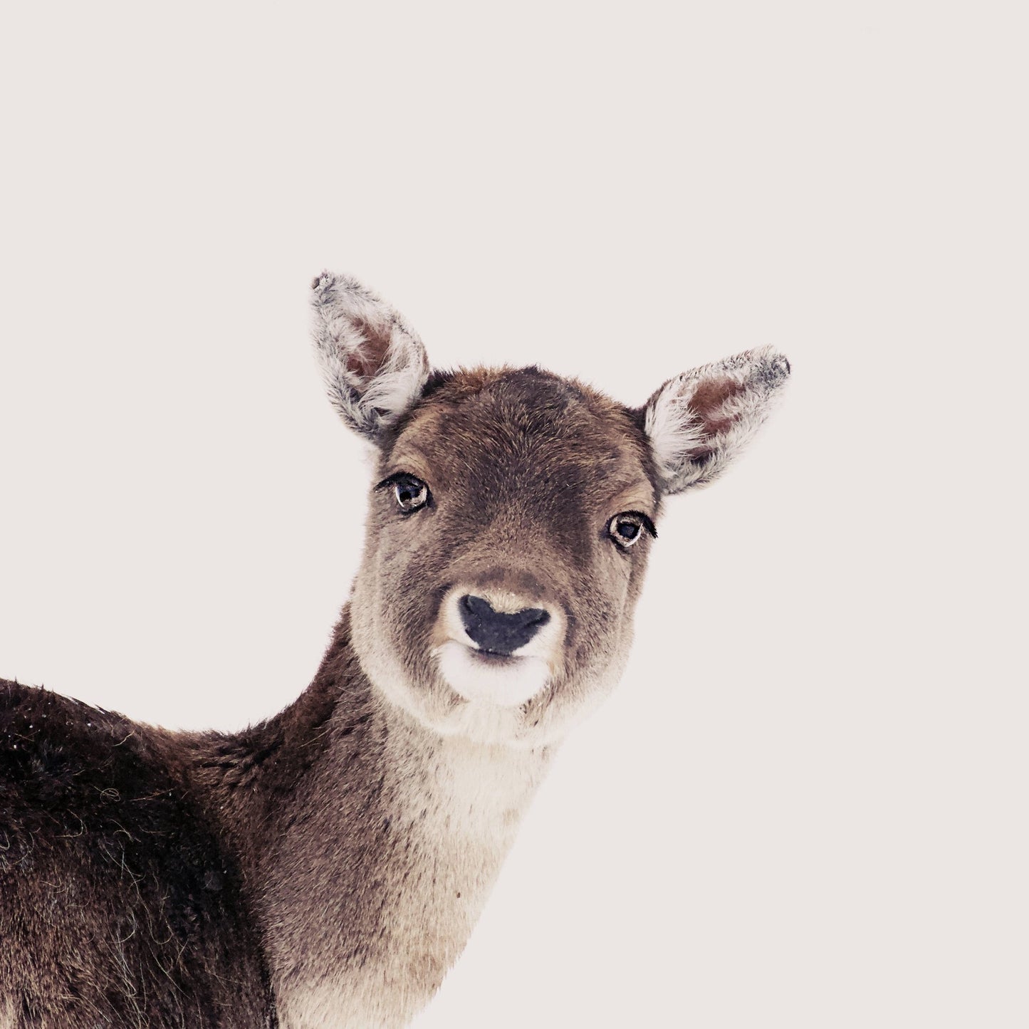 Deer Peek Portrait