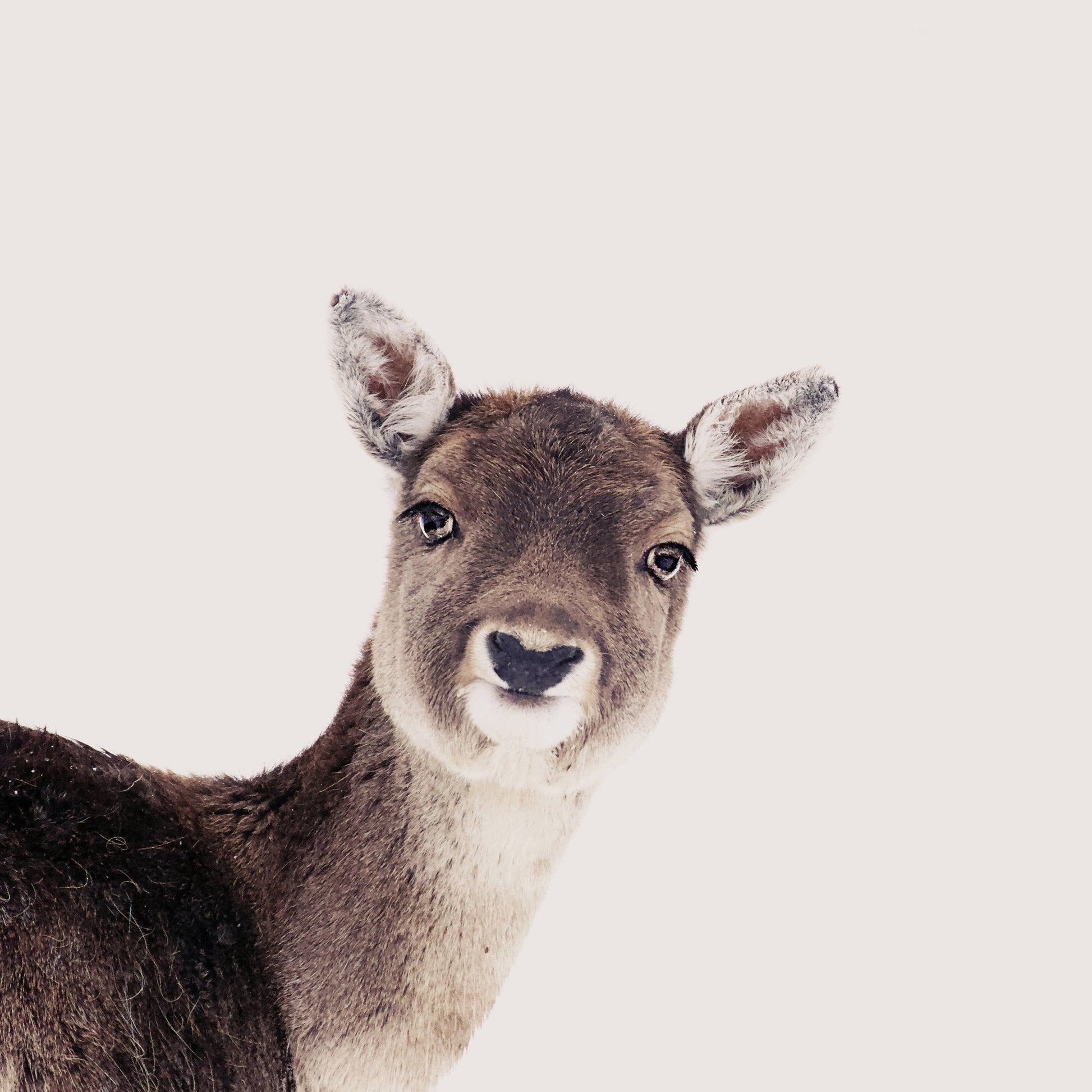 Deer Peek Portrait