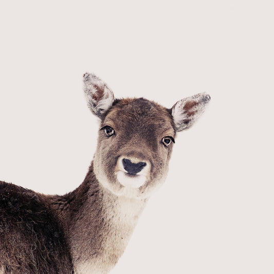 Deer Peek Portrait