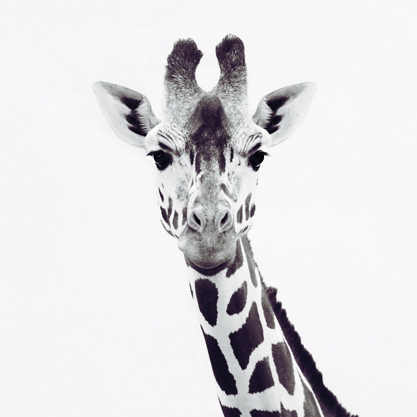 Minimal Giraffe Portrait No1
