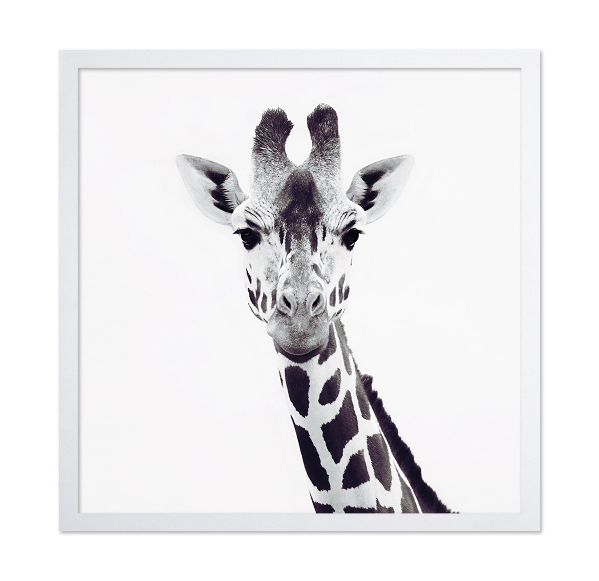Minimal Giraffe Portrait No1
