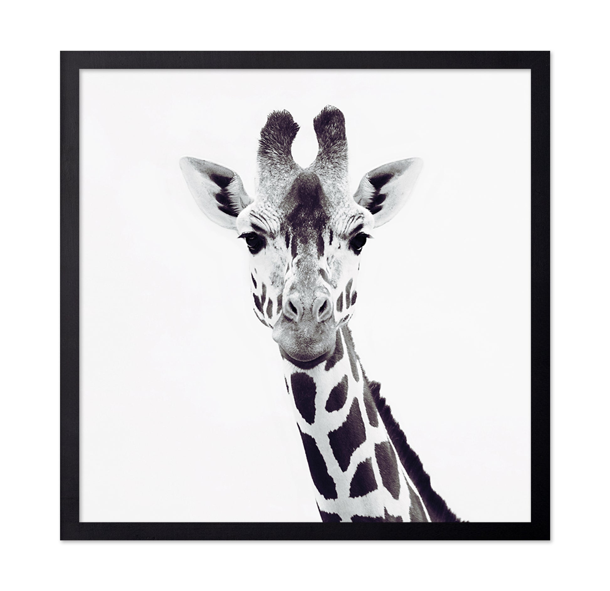 Minimal Giraffe Portrait No1